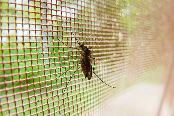 Limpiar mosquiteras | BricoEasy