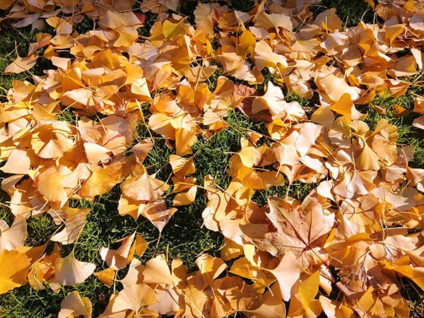 caída de hojas sobre el césped
